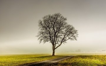дорога, дерево, туман, поле