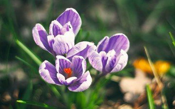 цветы, поле, весна, фиолетовые, крокусы, шафран