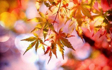 ветка, природа, листья, фон, осень, блики, желтые