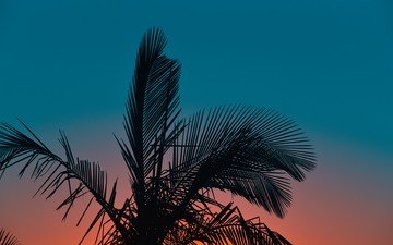 небо, вечер, листья, закат, фон, пальма