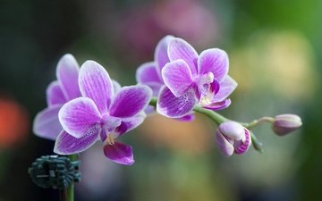 цветы, макро, лепестки, орхидея, соцветие