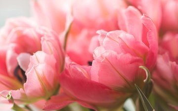 цветы, макро, лепестки, тюльпаны, розовые