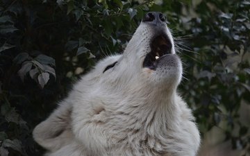 морда, природа, хищник, волк, вой, волчья песня, гудзонский волк
