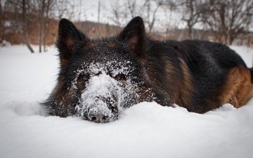 морда, снег, зима, собака, пес, немецкая овчарка, овчарка