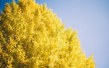 небо, дерево, осень, желтые листья