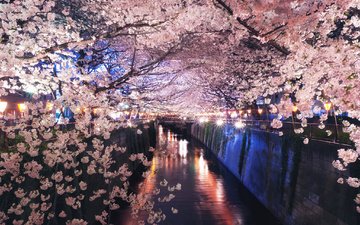 ночь, огни, цветение, канал, япония, весна, сакура