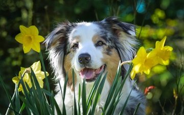 цветы, собака, пес, нарциссы, австралийская овчарка, аусси