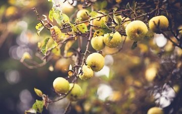природа, фон, ветки, капли, фрукты, яблоки, плоды