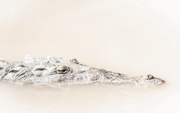 вода, природа, фон, крокодил
