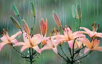 цветы, природа, капли, лепестки, лилия, дождь
