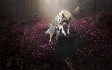 цветы, природа, лес, туман, собака, вереск, alicja zmysłowska, алиция змысовска, чехословацкая волчья собака