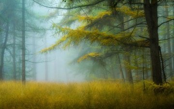 деревья, природа, лес, туман, дымка
