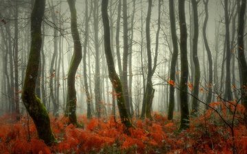 деревья, природа, лес, туман, стволы