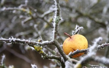 природа, зима, ветки, иней, яблоко