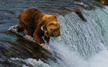 река, медведь, поток, рыба, улов
