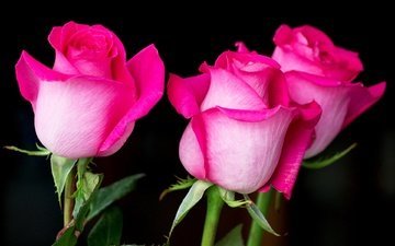 цветы, бутоны, розы, лепестки, бутон, черный фон, розовый