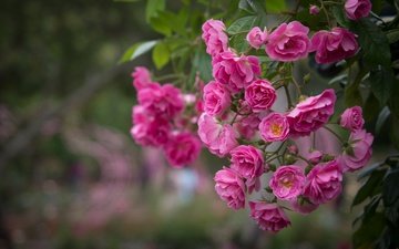 цветы, розы, розовый, куст