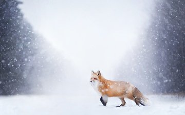 снег, природа, лес, зима, лиса, лисица, хвост