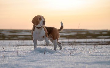 глаза, снег, зима, мордочка, поле, взгляд, собака, бигль