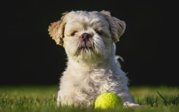 взгляд, собака, игра, друг, лужайка, мячик, ши-тцу