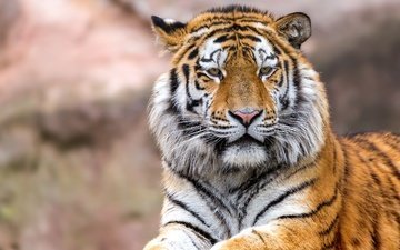 тигр, глаза, морда, взгляд, хищник, большая кошка