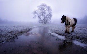 лошадь, туман, поле, конь