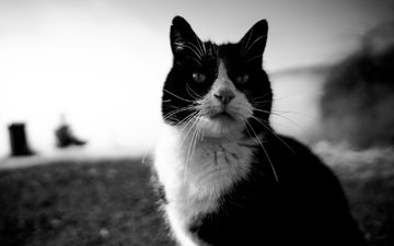 глаза, кот, усы, кошка, взгляд, чёрно-белое