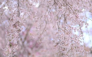 природа, цветение, фон, ветки, весна, сакура
