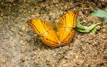 природа, насекомое, бабочка, крылья, жёлтая, малайзия, нагорье