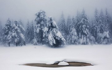 снег, природа, лес, зима, туман, ели