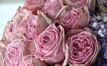 цветы, бутоны, розы, букет, розовые