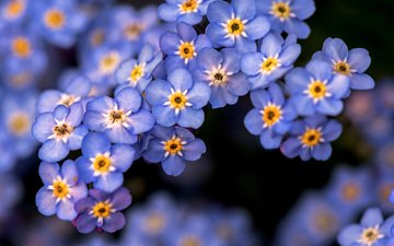 цветы, природа, незабудки, голубые