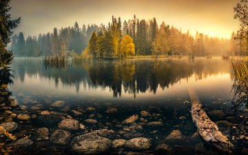 деревья, озеро, лес, отражение, туман, осень, пруд