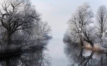 деревья, река, зима, туман, ветки