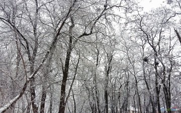 деревья, снег, зима, ветки, чёрно-белое