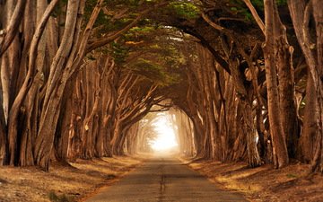 дорога, деревья, ветки, туннель
