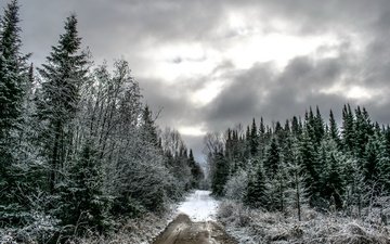 дорога, лес, тучи, зима, ели