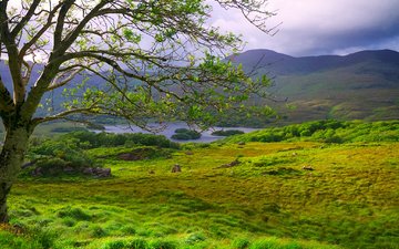 озеро, горы, дерево, пейзаж, поле, замок, ирландия, clare, ladies view, килларни, irlan