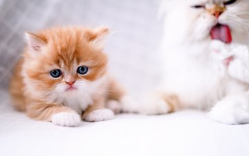 кошка, взгляд, котенок, рыжий, язык, лапа