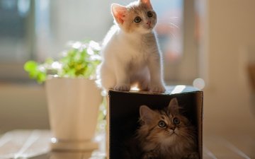глаза, мордочка, кошка, взгляд, котенок, кошки, коробка