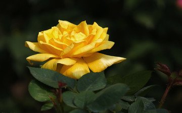 цветок, роза, лепестки, бутон, куст, жёлтая