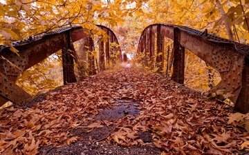 деревья, листья, парк, мост, осень
