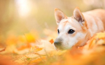 морда, природа, листья, осень, собака, пес