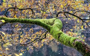 озеро, дерево, листья, осень, мох