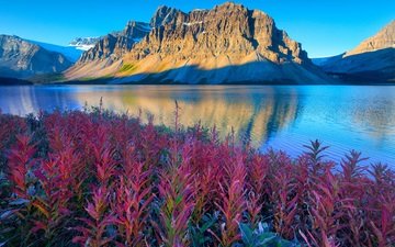 цветы, озеро, горы, канада, альберта, национальный парк банф