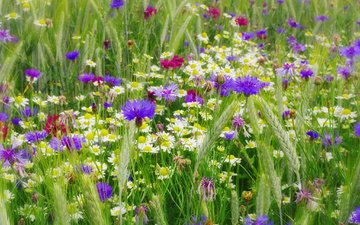 цветы, трава, природа, лето, колоски, ромашки, васильки, полевые цветы