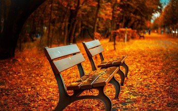 природа, листья, парк, осень, скамейки, осенние листья