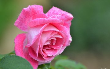 цветок, роза, лепестки, бутон, розовый