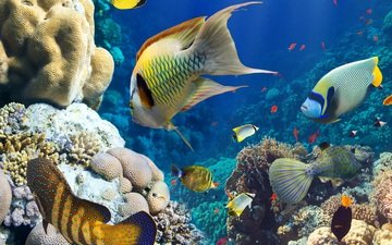 рыбы, океан, кораллы, риф, подводный мир