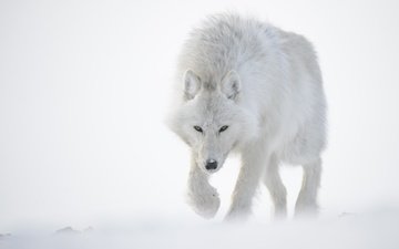 снег, зима, белый, хищник, волк, полярный